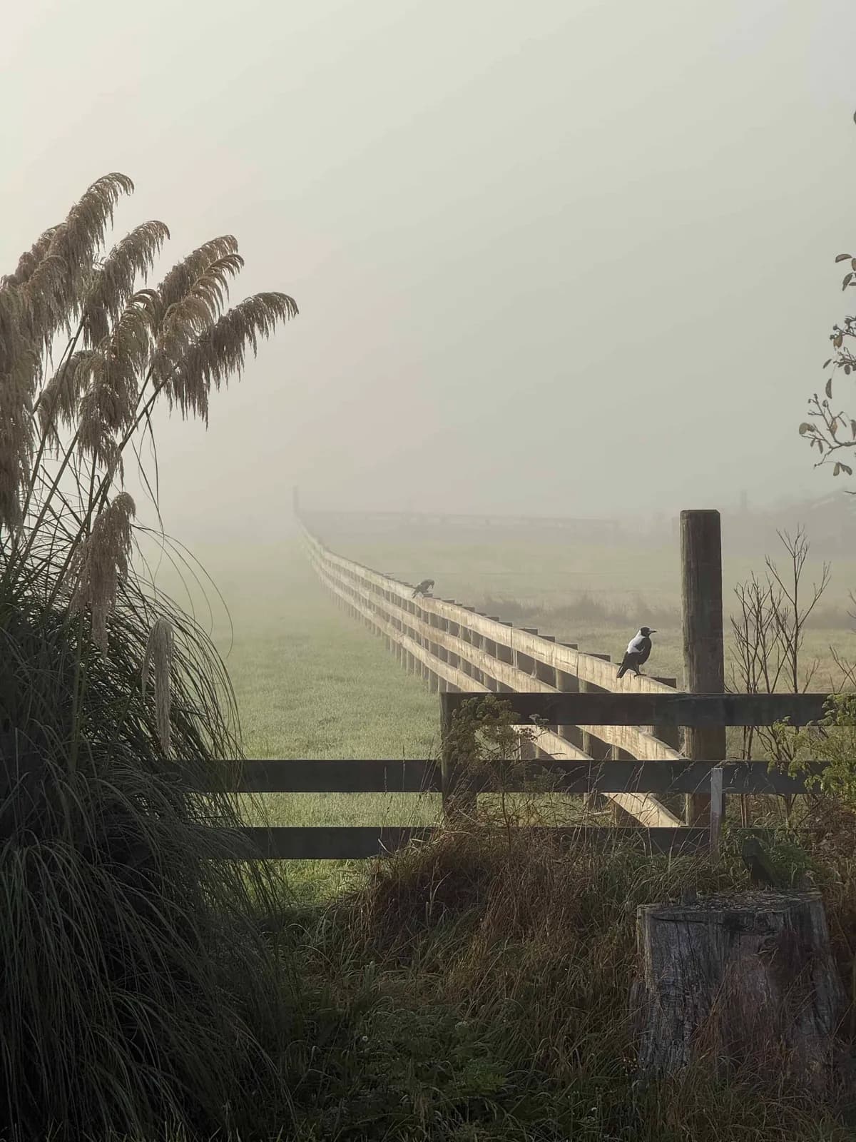 Guardian of the fog: A quiet morning